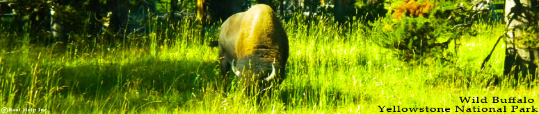 Kalispell Web Design: Yellowstone Buffalo